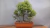 Banner de Vivero Tizza