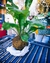 Mano de cemento + kokedama - comprar online