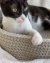 Cama cesto - Gato Caju