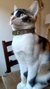 Mate ZOE - Patitas Felices