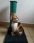 Rascador ZOE en internet
