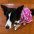 cachorra border collie usando vestido para pets, modelo sem mangas, com babado, em malha soft rosa com estrelas rosas claras, azuis claras e brancas