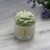 Flor de Lavanda e Sândalo