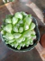 Haworthia - comprar online