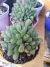 Haworthia