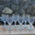 Copas de Vino Borde Dorado
