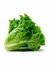 Lechuga Crespa