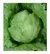 Lechuga Repollada