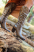 Imagem do Bota Fabi Texana Sanfonada