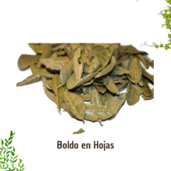 Boldo en Hojas