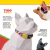Coleira para Cães Passarela - OLIEPET