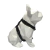 Peitoral H para Cães All Black - OLIEPET