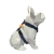 Peitoral H para Cães Dark Blue - Detalhes Laranja - OLIEPET