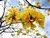 Ipê Amarelo 2 metros | Árvore Símbolo do Brasil - Flores Magníficas! - (cópia) - Jobar Agro
