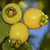 Muda de Jambo Amarelo - Jobar Agro