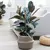 Ficus Elastica Burgundy PT17 - comprar online