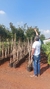 Ipê Amarelo 2 metros | Árvore Símbolo do Brasil - Flores Magníficas! - Jobar Agro
