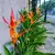Muda de Heliconia Biquinho na internet