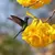 Ipê Amarelo 2 metros | Árvore Símbolo do Brasil - Flores Magníficas! - (cópia) - loja online