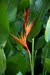 Muda de Heliconia Biquinho - loja online