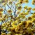 Imagem do Ipê Amarelo 2 metros | Árvore Símbolo do Brasil - Flores Magníficas!