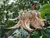 Pau-Formiga (Triplaris americana) – Mudas com 2,5 metros - Reflorestamento Rápido - loja online