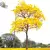 Ipê Amarelo 2 metros | Árvore Símbolo do Brasil - Flores Magníficas! - comprar online