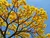 Ipê Amarelo 2 metros | Árvore Símbolo do Brasil - Flores Magníficas! na internet