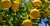 Muda Limão Japonês Yuzu Enxertado - Jobar Agro