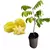 Muda Carambola Mel - comprar online