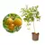 Muda de Gabiroba (Campomanesia xanthocarpa) - (cópia) - comprar online
