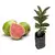 Muda Goiaba Tailandesa Gigante - comprar online