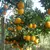 Muda de Laranja Parreira Trepadeira Enxertada - comprar online