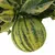 Muda de Laranja Melancia Enxertada - comprar online