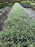 Liriope Variegata Caixa com 15 Mudas na internet