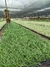 Liriope Verde caixa com 15 mudas na internet