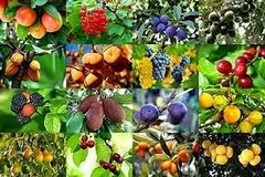 Banner de la categoría Frutales