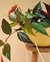 BEGONIA RADICANS RUBRA en internet