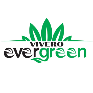 Evergreen