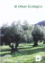 EL OLIVAR ECOLGICO