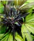 WEED