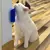 Escova Pet de Parede - Pet Wag