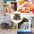 Placa Mágica para Gatos na internet