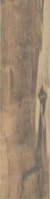 Araucaria (20 x 80)