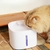 Bebedouro Pet Inteligente Fonte Água Automático Com Filtro - comprar online