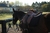 Carrusel 5
