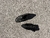 Mocasines Jeffrey Campbell en internet