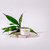 VELA BAMBOO - comprar online