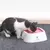 Bacia plástica da água potável para o cão e o gato