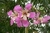 Ceiba speciosa “Palo borracho rosa” - comprar online